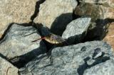 Garter Snake Shedding