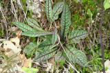Rattlesnake Weed (Leaves)