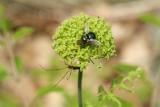 Carrion Flower