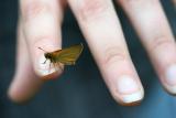 European Skipper