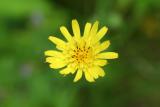 Yellow Goatsbeard