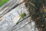 dragonfly11.jpg