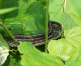 Garter Snake