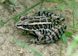 Pickerel Frog