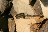 Garter Snake