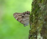 Northern Pearly Eye
