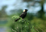 Bobolink