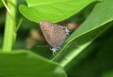 Banded Hairstreak