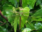 dragonfly13.jpg