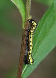 caterpillar11.jpg