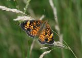 Pearl Crescent