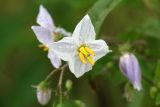 Horse Nettle