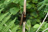 dragonfly14.jpg