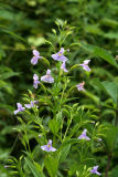 Monkey Flower