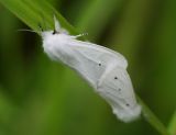 Unidentified Moth