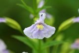 Monkey Flower