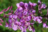 Fireweed
