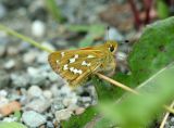 Branded Skipper