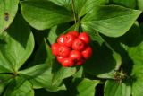 Bunchberry