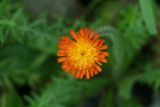 hawkweed_nh.jpg