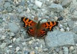 Green Comma