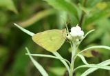 Pink-edged Sulphur
