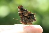 Green Comma