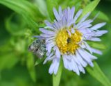 Unknow Flower and Moth