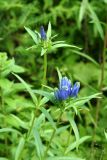 Bottle Gentian