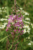 Fireweed