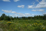 Hill Overlook
