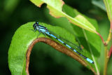 damselfly3.jpg