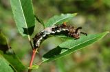 caterpillar14.jpg