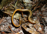 Two-lined Salamander