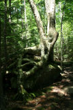 tree.jpg