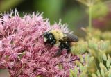 Sleepy Bee