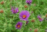 New England Aster