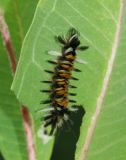 Milkweed Tussock Moth Caterpillar