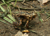American Toad