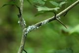 Wooly Aphids
