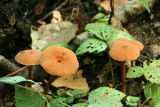 toadstool2.jpg