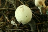 puffball.jpg