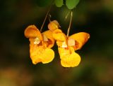 Jewelweed