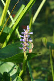 Pickerelweed