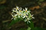 Wood Aster