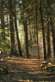 Sunlit Trail
