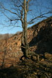 Gnarled Tree