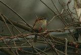 Carolina Wren