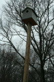 Kestrel Box #2