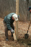 Babe Packs the Dirt Around Platform #2